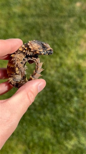 specialty herps llc on Instagram: "Ouroborus cataphractus group, all cbb in the US. Aka girdled armadillo lizards 🦎 While it’s hard to find breeders if you message me I can point some out to you. I mention this in advance since my videos get stolen and people get scammed on these guys often. If you see them under mid four figures it’s likely too good to be true! #reptiles #cataphractus #lizards"