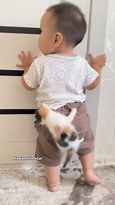 😹😹 | Meow Cats