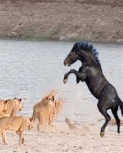 127K views · 1.2K reactions | 22 Scary Situations Of Animals Unexpectedly Attacking Other Animals Caught On Camera 老vs | Mikecrack - Fans - Legend of Knight | Facebook
