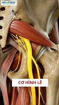 Piriformis Muscle Rescue – The Key to Relieving Sciatica Pain