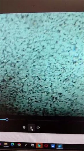 Staffordshire bull terrier Dog semen under microscope