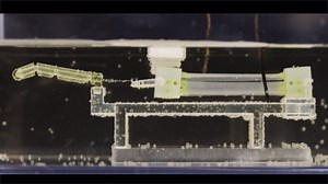 Lab-Grown Muscle Powers 'Terminator'-Style Robotic Hand, Bridging Science Fiction and Reality