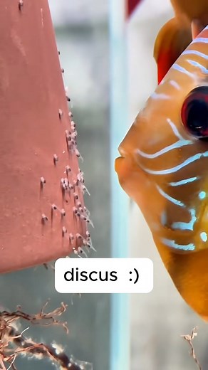 137K views · 1.9K reactions | Discus fry typically reach a size where...