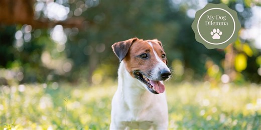 Help! How can I get my dog to stop resource guarding food and toys?