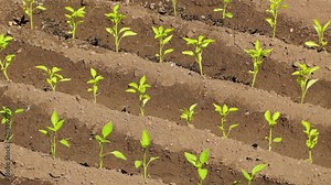 Capsicum annuum is plant genus Capsicum native to southern North America, Caribbean, and northern South America.