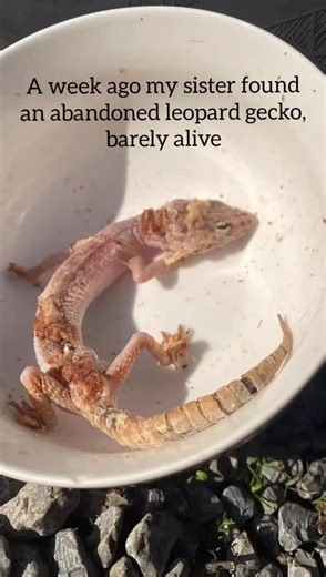 Rescuing an Abandoned Leopard Gecko: Heartwarming Story