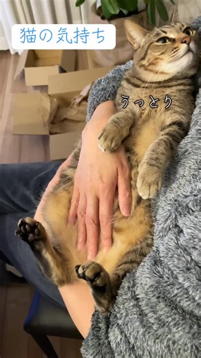 音楽とキジトラ猫まろん on Instagram: "Funny Cats Compilation 🐱 | 猫好き必見！ かわいい猫動画集 かわいい＆おもしろ猫動画で癒しの時間をお届けします🐱✨ Funny & Cute Cats Videos for all cat lovers worldwide! 🐾 ぜひチャンネル登録・フォローして、毎日の癒しを一緒に楽しみましょう。 #音楽と猫のまぁたんまろん#子猫#キジトラ#猫の気持ち#抱っこ"