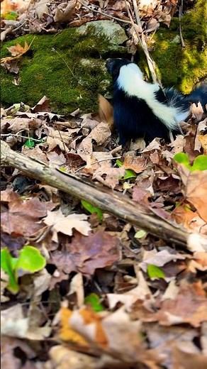 The Best Way To Catch A Skunk Is Quickly! #shorts #animals