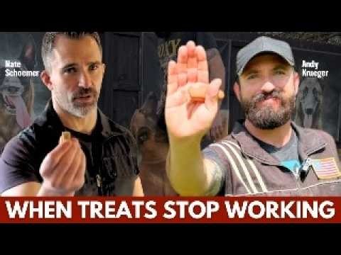 When Treat Training Stops Working (And What Fixes It)!