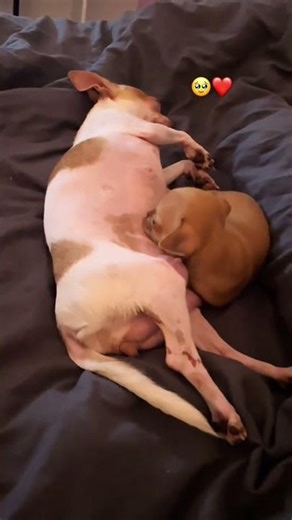 귀여운 강아지 만나보세요 / 愛らしい子犬に出会おう #JapanDogs #KoreaPuppies