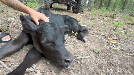 We Found A Calf In The Woods! | Doss Farms