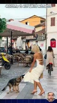 Funny Animal Clips from the Wild #shortvideo #animals #pets