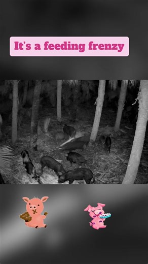 I spotted this feeding frenzy with my reolink camera. #pigs #boar #hogs #hungry #eating #pigsoftiktok