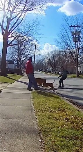 Dramatic Security Footage Shows Boxer Defending Against Pitbull Attack #viral #trending #shorts