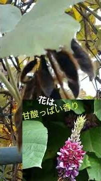 このみは実は何？獣の一部？ #植物 #紫の美しい花 #葛餅 #flowers #ガーデニング #癒し #自然 #nature＃葛粉＃クズ #葛葉 #葛 #butterfly