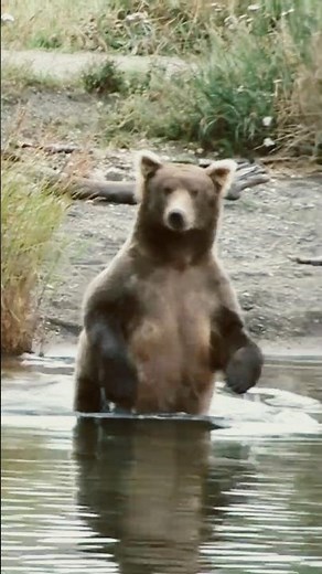 Braunbären: Schneller als du denkst! 🐻