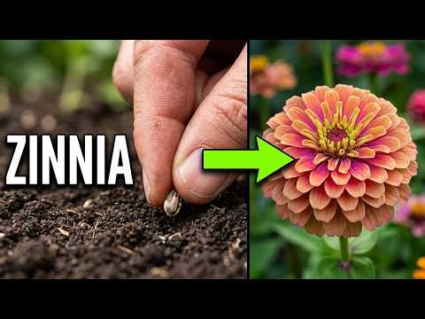 Planting zinnia seeds and watching them flower