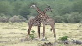Two giraffes engaged in the 'necking' ritual, used to establish male...