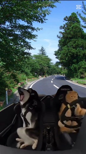 cuando sales a pasear con el tío loco o tú amigo el toreto