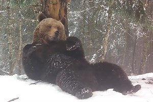 De nouvelles images d’ours dans les Pyrénées