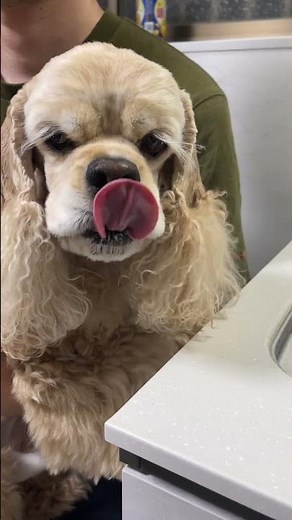 Here's a Cocker Spaniel's reaction when he tried a peach for the first time: