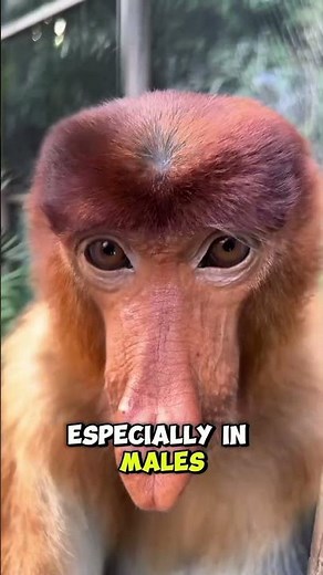 The Monkey With the Giant Nose | Proboscis Monkey Facts! #monkey #animals
