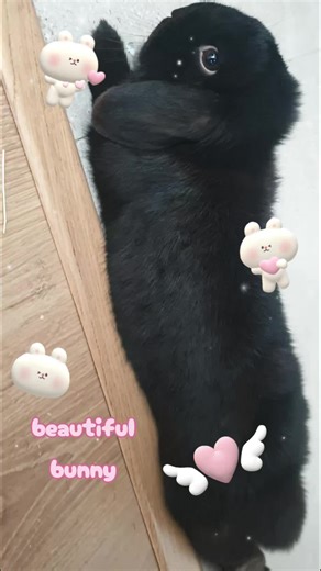 #bunny #cute #kawaii #adorable #bun