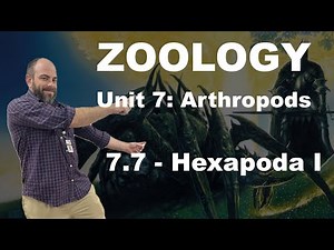 Zoology - 7.7 - Hexapoda I