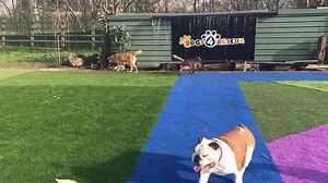 34K views · 682 reactions | CELEBRATING 25,000 FOLLOWERS IN 5 YEARS and over 1100 dogs already saved. PLEASE DONATE.... Help us get our new rescue centre as this one's now full...... https://www.justgiving.com/crowdfunding/dogs4rescuesnewhome | Dogs 4 Rescue | Facebook