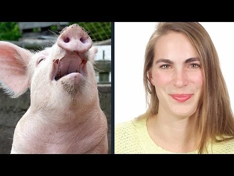 How Do Animals Sound In Other Languages?