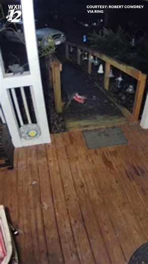 A curious opossum with a knack for taking things tried to make off with a bag of rock salt from a porch before the winter storm! Thanks to Robert Cowdrey for sharing this video! | WXII 12 NEWS