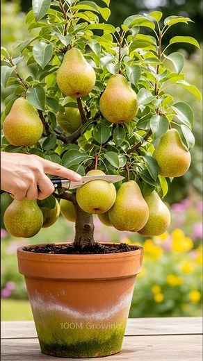 A new idea for propagating pear tree to produce abundant fruit all year round.#grow #pear