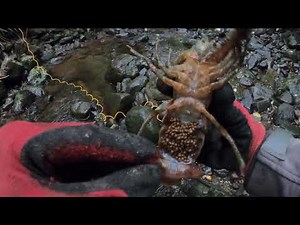 Catch & Cook fresh water Lobsters in New Zealand South Island
