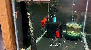 44 reactions · 3 comments | Koi Angelfish Breeding pair #3074 For more info: https://angelsplus.com/collections/breeding-pairs/breeding-pair | Angels Plus | Facebook