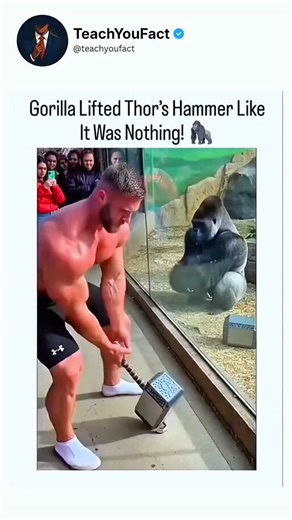 teachyoufact on Instagram: "instagram reel shares a 15-second Al-generated video showing a bodybuilder straining to lift a Thor's hammer replica outside a gorilla enclosure, only for the gorilla to grab and wield it effortlessly through a gap, amassing 2.7 million views since its January 7, 2026 upload. Viral since late December 2025 across platforms like Tik Tok and YouTube, the clip uses fabricated footage to blend Marvel mythology with primate strength myths, but reveals telltale Al artifacts