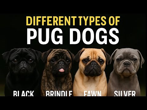 Different Types of Pug Dogs 🐶 | Pug Colors, Face Shapes & Personality Explained!