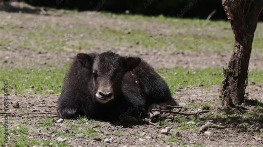Young baby domestic yak, Bos grunniens. A long-haired domesticated bovid found throughout the Himalayan region of the Indian subcontinent, the Tibetan Plateau and as far north as Mongolia and Russia.