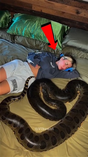 How Do Snakes Sleep? 💤 #jumpstyle #jaidmeel