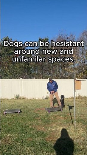 How to Teach Your Dog the Place Command | Step-by-Step Training Tips