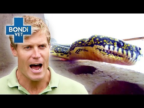 6ft Snake Rescued From Terrified Family's Roof! 🐍 | Bondi Vet Clips | Bondi Vet