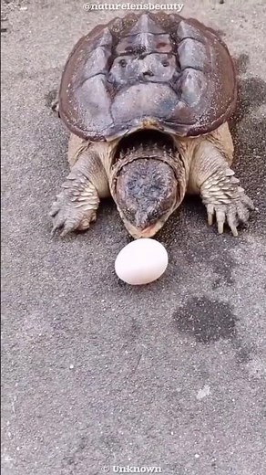 Turtle Eats Eggs Like Lightning! #shorts