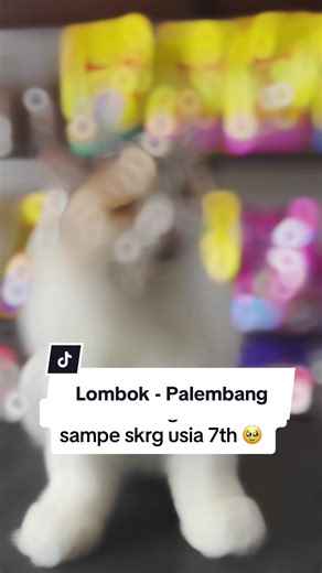 Good Bye Shelly, Okky, Iko Lombok - Palembang 😍 #PetTaxiLombok #PetTransportService #PetTravelLombok