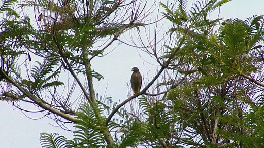 'Onde Está a Matemática': fórmulas matemáticas saíram da observação da natureza