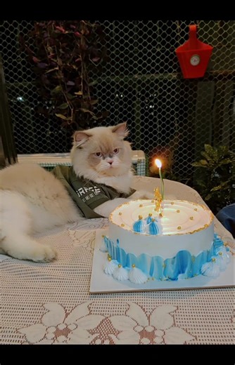 Making a birthday cake for our cat!cat birthday cake#catbirthdaycake#viral#shortfeed#birthdaycake#yt