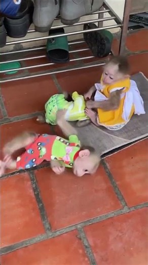 “Baby Monkeys Fighting Playfully 😂 | Cutest Monkey Moments Ever!” #monkeyvideo #babymonkey #monkey