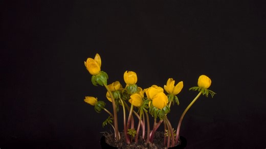 Winterling, Plant, Nature. Free Stock Video