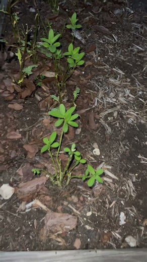 Milkweed Recycling Center ‪@MyGardenDonkey‬