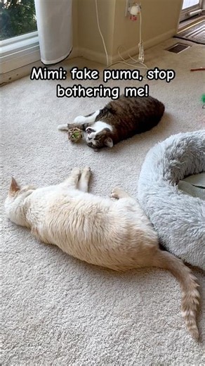 Mimi and Mimeo’s daily conversation #growingoldtogether