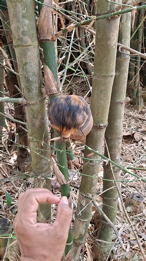 Rare animals with cute faces | Arul Creator