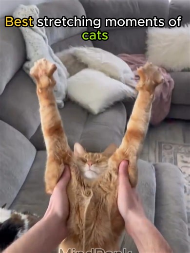 Best stretching moments of cats #cat #fyp #catsoftiktok #funny#global